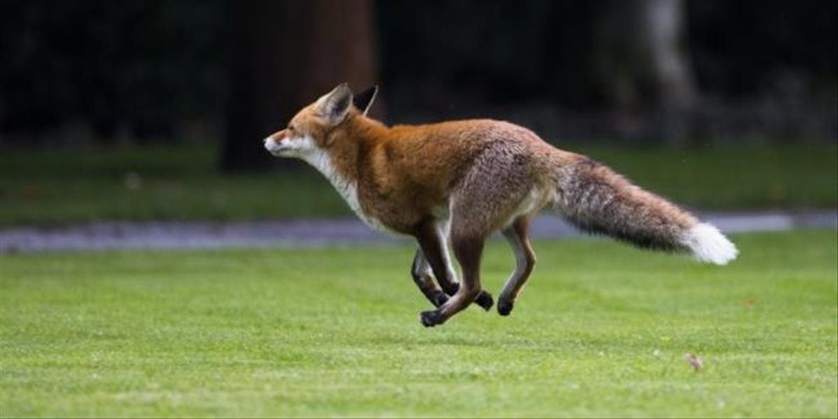 Parlament v Británii nebude hlasovať o opätovnej legalizácii lovu na líšky