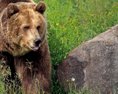 Sprievodcovi z Aljašky ktorý naháňal medveďov smerom ku klientom odobrali licenciu