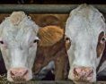 Veterinári dostali informáciu o ďalších prevádzkach s poľským mäsom
