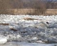 Na rieke Kysuca sa nahromadili ľadové kryhy hrozí pretrhnutie lávky