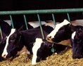 Poľský minister poľnohospodárstva tvrdí že podozrivé mäso nebolo nevyhovujúce