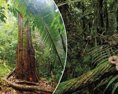 Česi skupujú Amazonský prales Chcú zachrániť čo sa dá