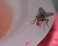Otravy jedlom budú čoraz častejšie Infikované muchy sa premnožia teplom varujú vedci
