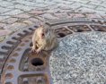 VIDEO V nemeckom mestečku sa dnes odohrala netradičná záchranná akcia