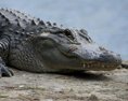 FOTO V USA objavili gigantického krokodíla ľudia neverili že je skutočný