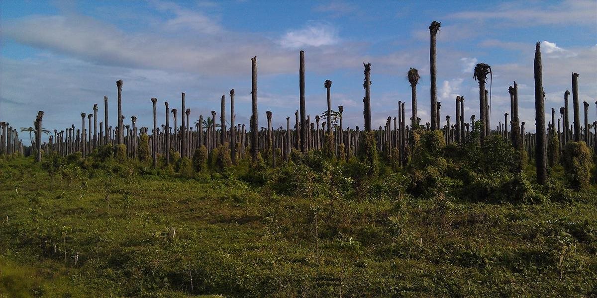 Palmový olej je reálna hrozba, ktorá ničí našu planétu