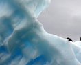 V Antarktíde zmizla obria kolónia tučniakov