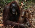 Strašné barbarstvo Toto robia pytliaci orangutanom
