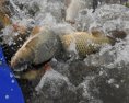 Tatranské potoky lesníci zarybňujú Pribudne v nich 60tisíc pstruhov