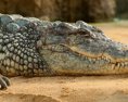 Muž na Floride kopol aligátora aby zachránil psa