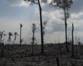 G7 chce Brazílii pomôcť s obnovou dažďového pralesa