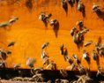 Včely ako terapeuti? V Litve prišli na zaujímavý spôsob liečenia