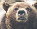 Povolené odstrely medveďov v minulosti situáciu zásadne nezmenili