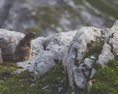 Vyše 43tisíc ľudí bojuje za ochranu slovenskej prírody