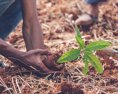 Slovensko sa zapojí do výsadby nových stromov v Afrike