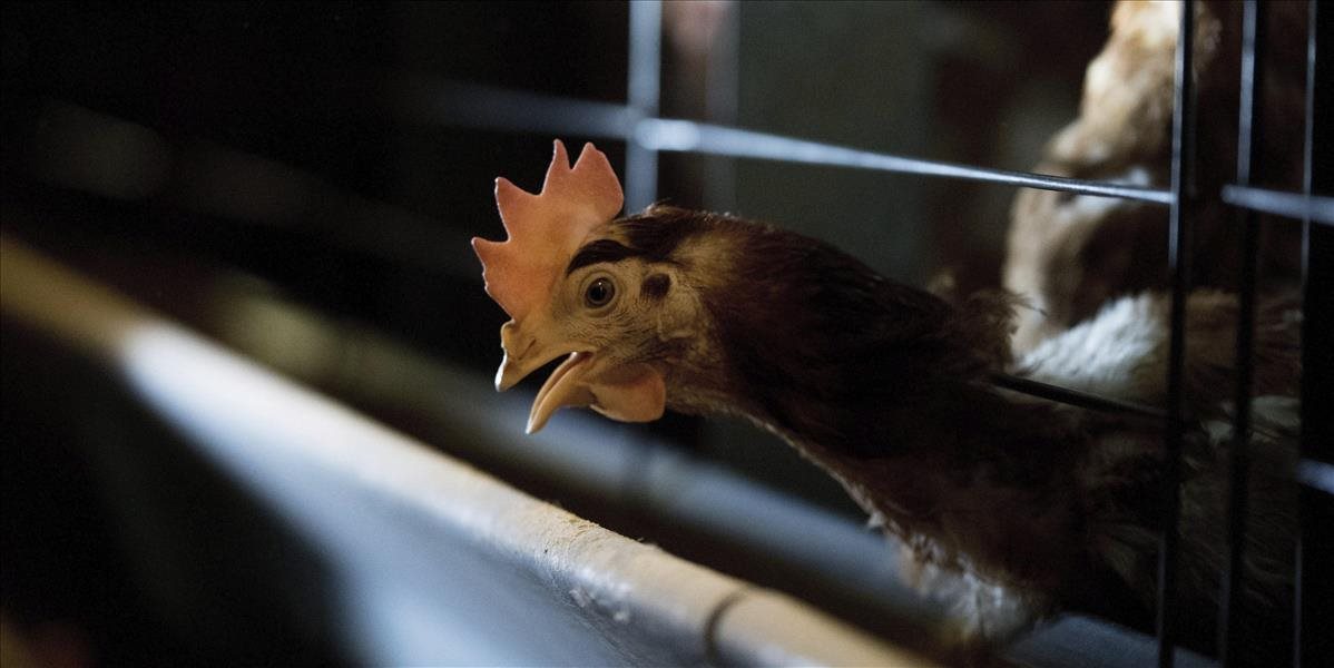 Na troch farmách v Poľsku sa objavila vtáčia chrípka