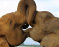 VIDEO Z cirkusu ušli dva slony