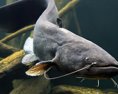 V Malom Dunaji uhynul veľký počet rýb aký je dôvod?