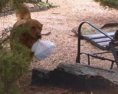 Žena vycvičila psa aby susede v karanténe nosil potraviny