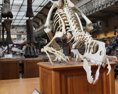 Objavili nový druh dinosaura