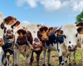 Koľko metánu vyprodukujú kravy? Merať to bude satelit