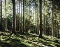 Pre slovenské pralesy by mal platiť najvyšší stupeň ochrany