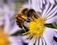 Austrálski vedci prišli s unikátnou liečbou rakoviny prsníka kľúčom je včelí jed