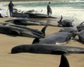 Aktualizované Na pobreží Tasmánie uviazlo takmer 300 veľrýb tretina z nich už uhynula