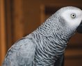 Pätica papagájov sprosto nadávala návštevníkom Zoo ich musela pred ľuďmi schovať
