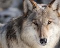 Mičovský kontruje Budajovi nesúhlasí s jeho plánom o zákaze odstrelu vlkov