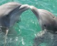 Ďalšia rana pre podmorský svet. Na pobreží Nového Zélandu umierajú delfíny