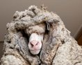 Austrálskym bušom sa 5 rokov túlala ovca. Jej vlna vážila 35 kilogramov
