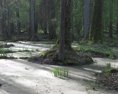 V najstaršom európskom pralese ktorý je pamiatkou UNESCO povolili ťažbu dreva!