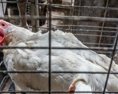Ochranári zvierat vyzvali podpredsedu Európskej komisie na podporu zákazu klietkového chovu