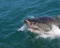 VIDEO Žralok odhryzol mužovi počas tandemového parasailingu kus nohy