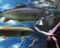 Šokujúci experiment v Čechách! Vedci skúmali účinok pervitínu na ryby