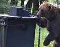 Medvede sa objavujú v blízkosti ľudských obydlí z viacerých dôvodov