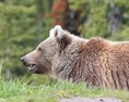 Ochranári našli dva uhynuté medvede zrejme ide o dielo pytliakov