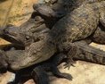 Z voľnej prírody sa takmer vytratili. V Kambodži objavili mláďatá ohrozeného druhu krokodíla