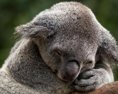 Austrália zaradila koaly medzi ohrozené druhy
