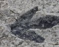 Našli pozostatky najväčšieho mäsožravého dinosaura Európy. Ako vyzeral?