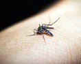 WHO vyzvala na zvýšenie finančnej podpory v boji proti malárii