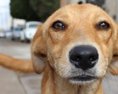 Žene ktorá v Bratislave takmer rok týrala psa hrozí trojročný trest