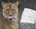 Zvieratá v košickej zoo si pochutnávali na vianočných darčekoch