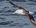 Najstarší známy morský vták sa vrátil na atol Midway