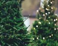 Nitra už začína so zberom vianočných stromčekov