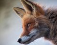 V obci Rovné veterinári zachytili prípad besnoty u líšky hrdzavej
