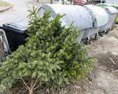 V Banskej Bystrici vyzbierali vlani vyše 14 ton vianočných stromčekov