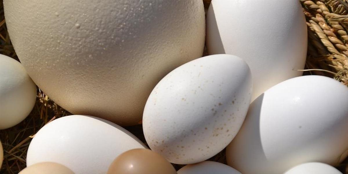V Izraeli našli pštrosie vajcia spred 7500 rokov