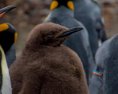 Satelitné snímky odhalili novú kolóniu tučniakov cisárskych